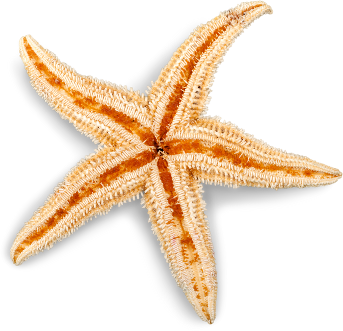 Cute Star Fish