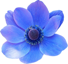 Watercolor Blue Flower