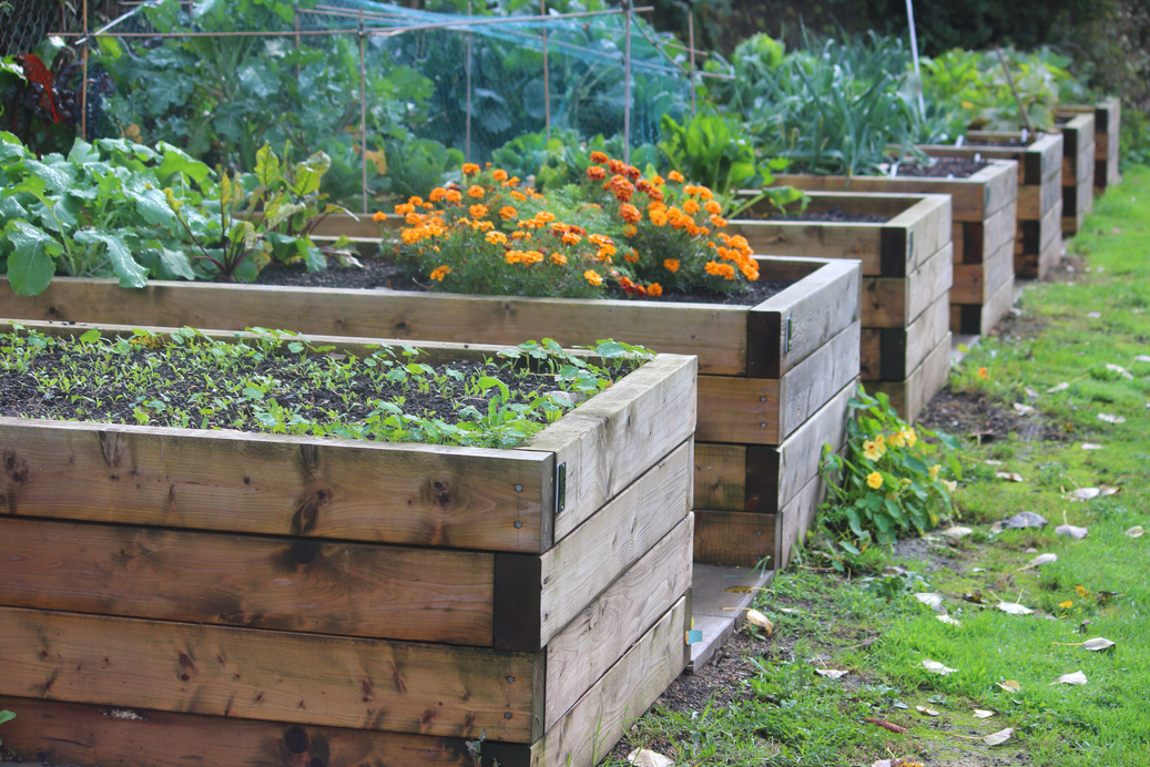 Image of wooden raised beds in allotment vegetable garden, timber